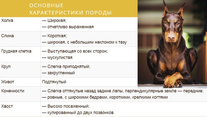 Стоит ли заводить собаку в квартире: 5 причин решиться и с чего можно начать