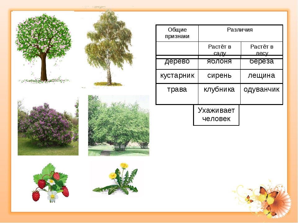 Группа растений которых является. Растения деревья кустарники. Названия растений деревьев и кустарников. Культурные деревья. Группы растений деревья кустарники и травы.