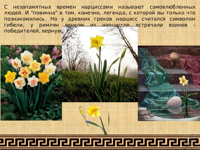 Нарциссы текст. Легенда о Нарциссе. Нарцисс (растение) клумбовые растения. Нарцисс древняя Греция. Принц Нарцисс.