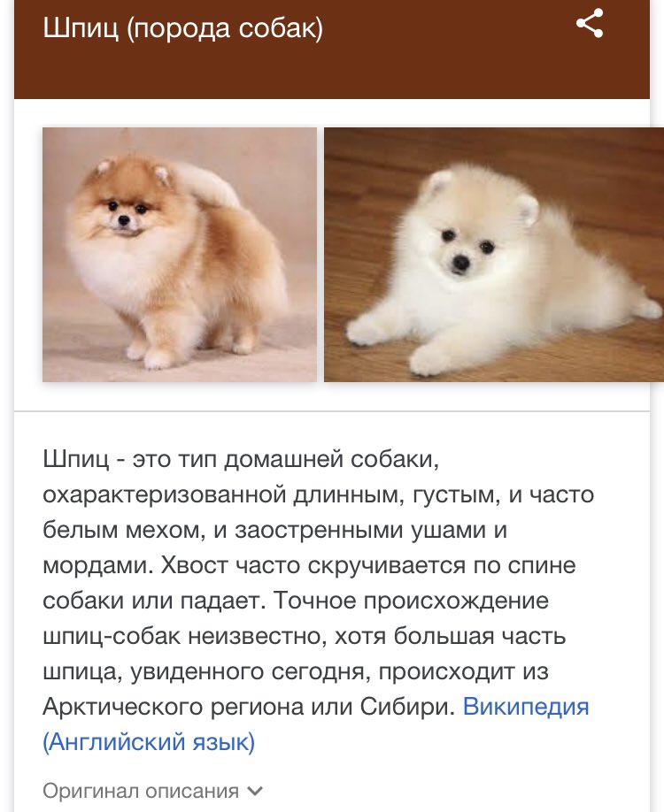 О чем следует знать, прежде чем заводить собаку. семь поводов задуматься - новости - 66.ru