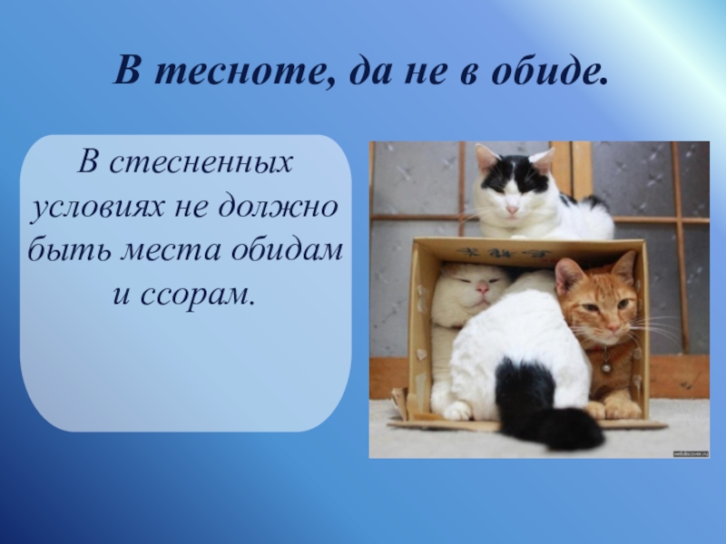 Как жить в тесноте да не в обиде: территория мира для кошек