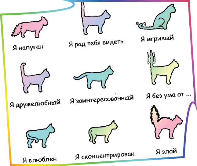 Повадки кошек и их значение в картинках