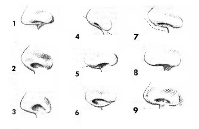 Виды носов. Форма ноздрей физиогномика. Физиогномика формы Носов. Типы Носов физиогномика. Нос и ноздри физиогномика.