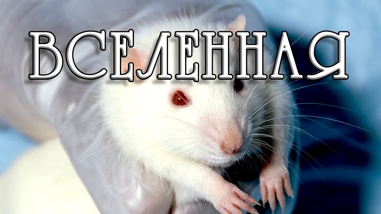 Проект мышиный рай