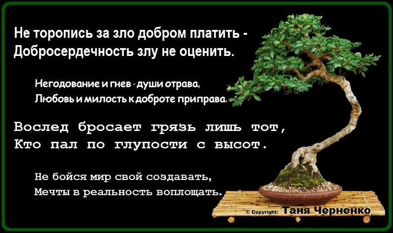 Мудрость есть корень. Цитаты про деревья. Афоризм про дерево и человека.