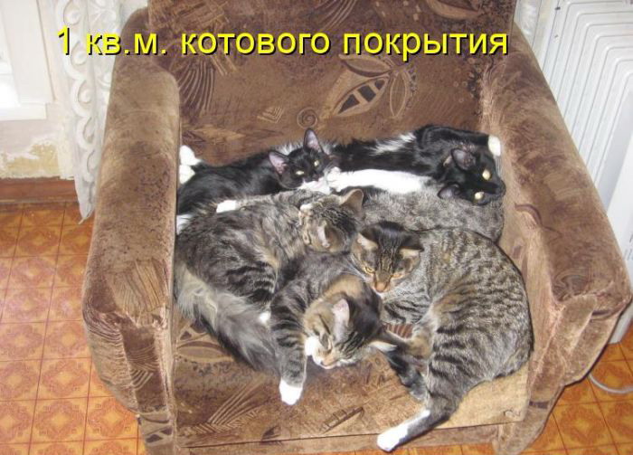 Смысл пословицы «в тесноте да не в обиде»