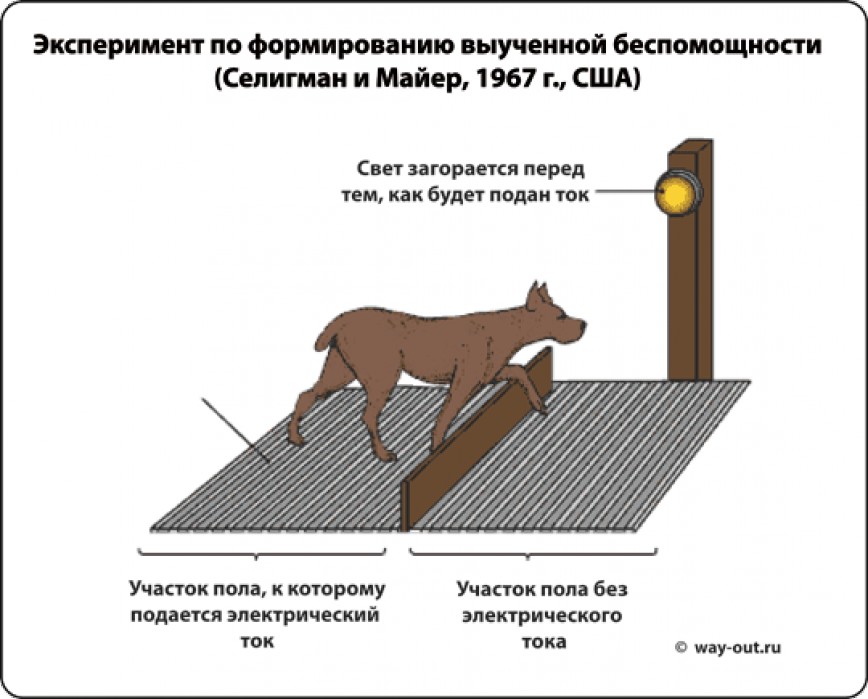 Синдром выученной беспомощности презентация