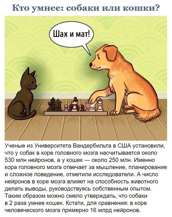 11 удивительных способов, которыми собака выражает любовь. если собака любит вас, то она трется о вас мордой