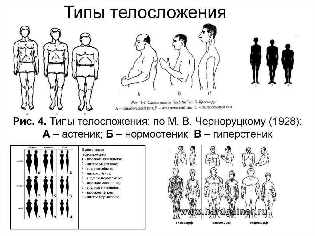 Астенический тип телосложения: признаки, правильное питание и тренировки