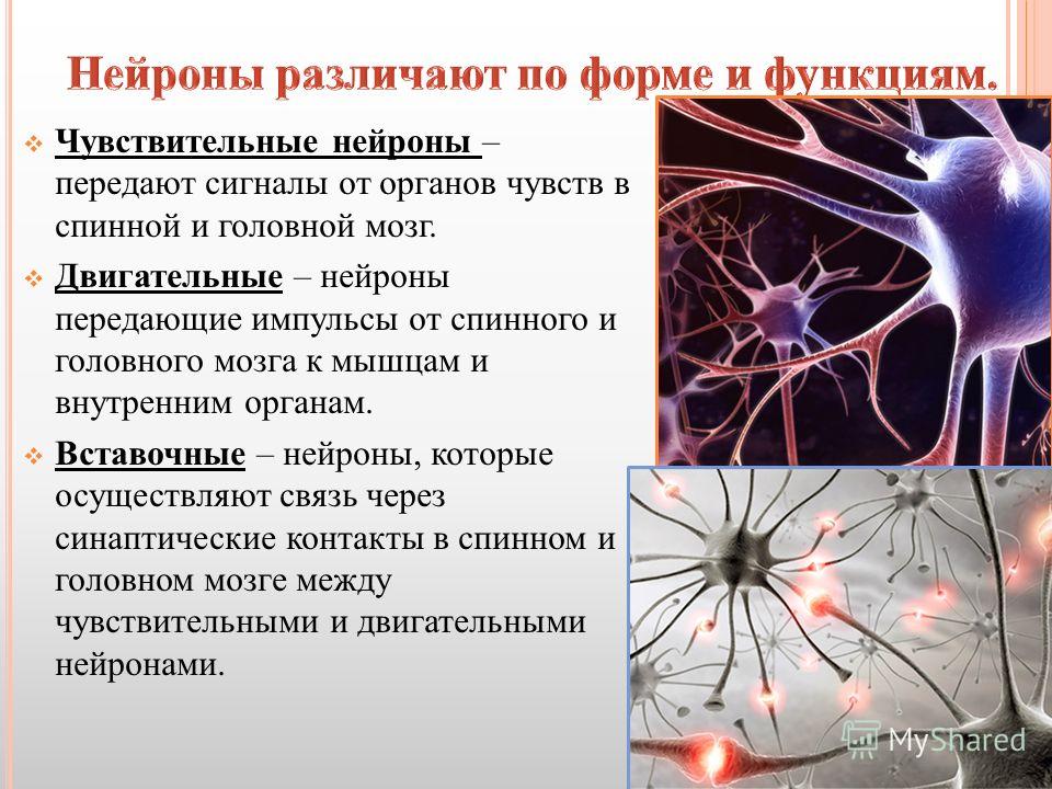 Какую роль играет нервная. Нервная клетка. Функции нейрона. Двигательный Нейрон. Двигательная нервная клетка.