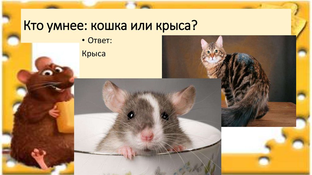 Кто умнее кошки или собаки - сравнение ума