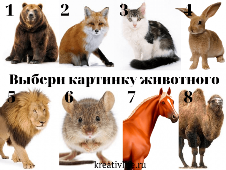 Кошатник или собачник: что расскажет о вашем характере выбор питомца