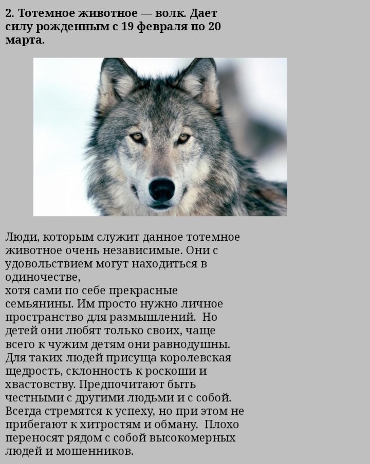 Что значит волк. Тотемное животное. Тотемное животное имени. Характер волка. Тотемные животные по именам.