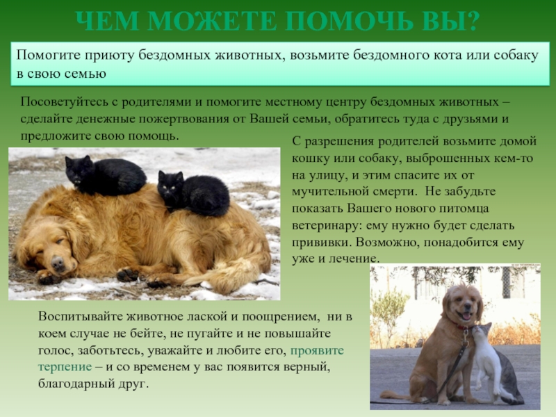 Приюты для животных презентация