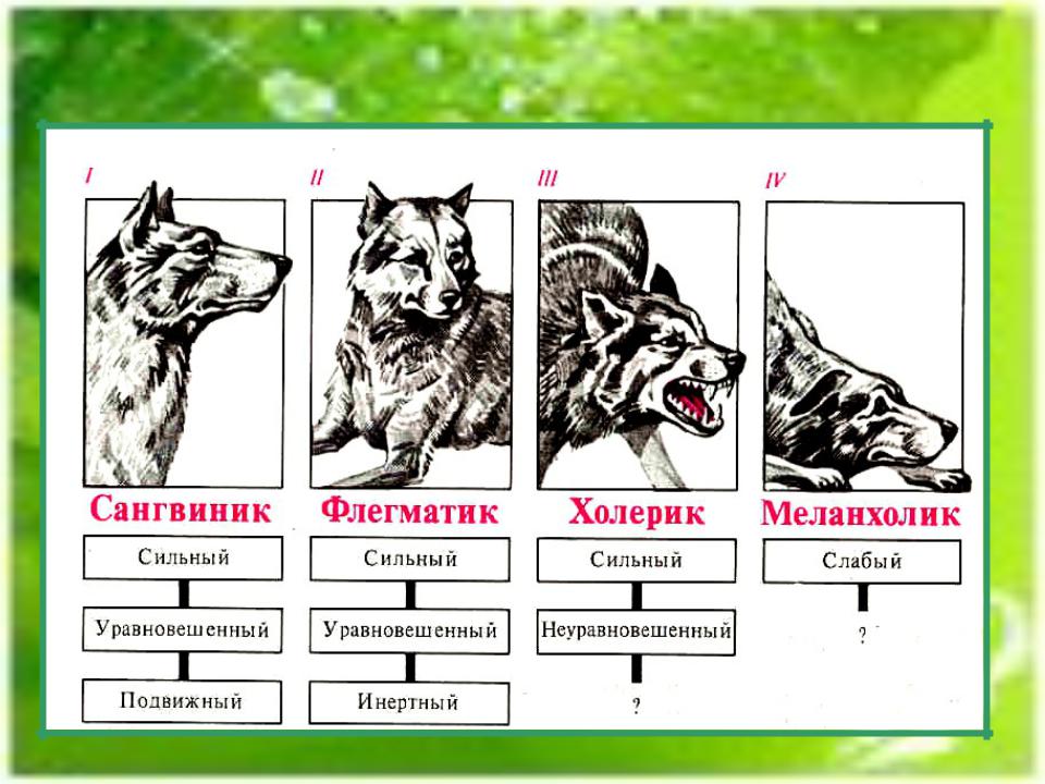 Любовь к животным вместо проявлений душевной близости и любви к людям: невротизм (личностная незрелость) или норма?