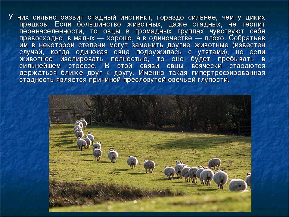 Стадный инстинкт: что это, виды стадного инстинкта, преимущества и недостатки, как бороться со стадным инстинктом, примеры
